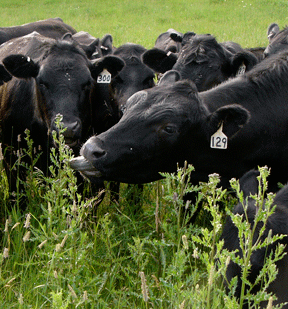 Montana heifer eats thistle