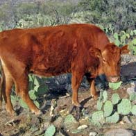 Cow eating prickly pear cactus