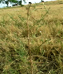 Example of grazed diffuse knapweed
