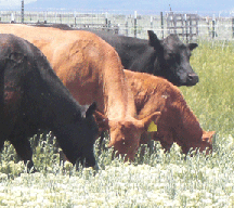 Cows eating whitetop in pasture