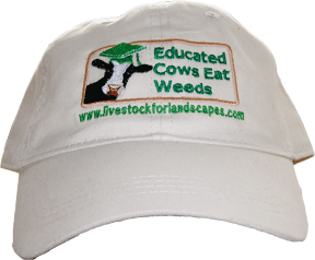 Educated Cows Eat Weeds Hat