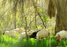 goats at TNC's Hassayampa River Preserve
