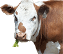 Heifer eats leafy spurge