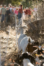 4th graders visit goats