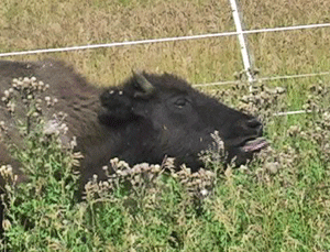 bison bites weed