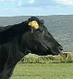 cowbrain