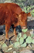 Cow eating Prickly Pear cactus