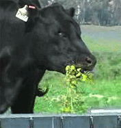 Heifer eats black mustard