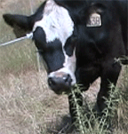 cow eats distaff