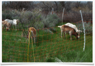goats in electric fence