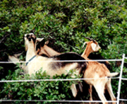 Fenced Goats