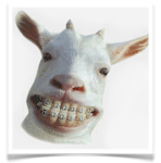 Goat with braces