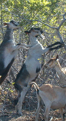 goats eating oakbrush