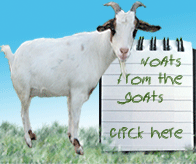 notes from Goats